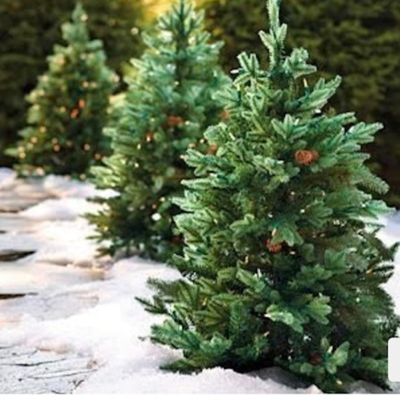 Pathway Christmas Trees from Frontgate - Picture 2 of 3